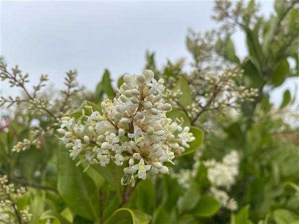 ptačí zob japonský 