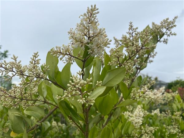 ptačí zob japonský 