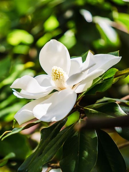 Šácholan velkokvětý 