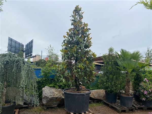 Šácholan velkokvětý 