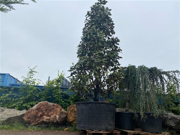 Šácholan velkokvětý 