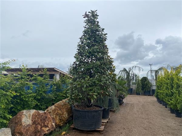 Šácholan velkokvětý 