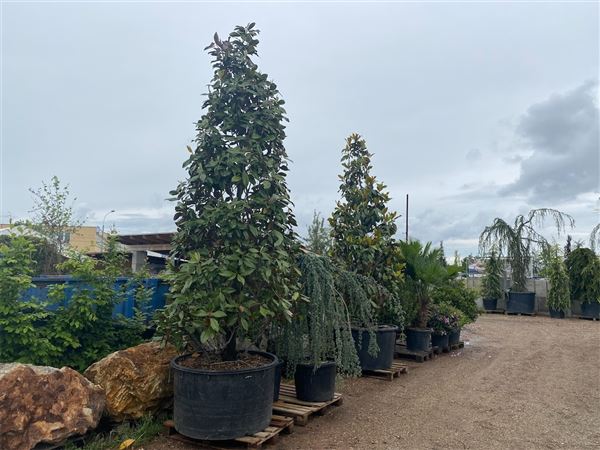 Šácholan velkokvětý 