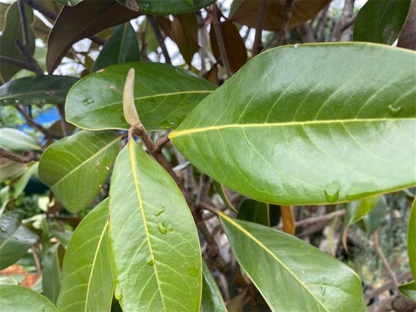 Šácholan velkokvětý 