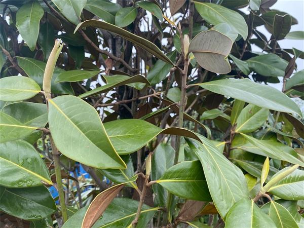 Šácholan velkokvětý 