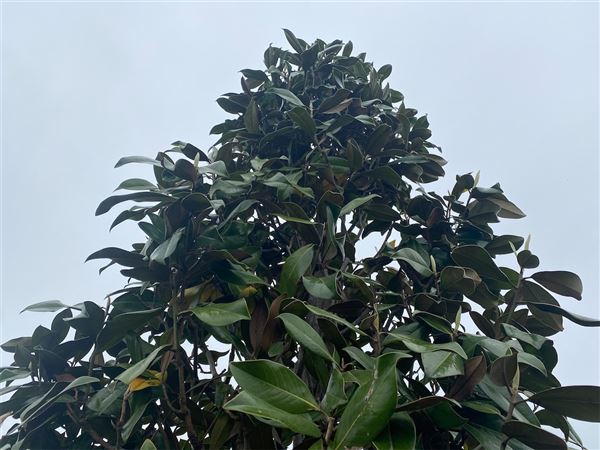 Šácholan velkokvětý 