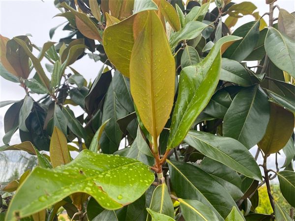 Šácholan velkokvětý 