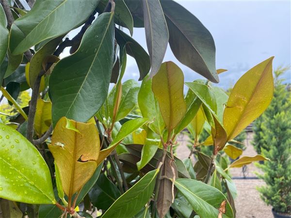 Šácholan velkokvětý 