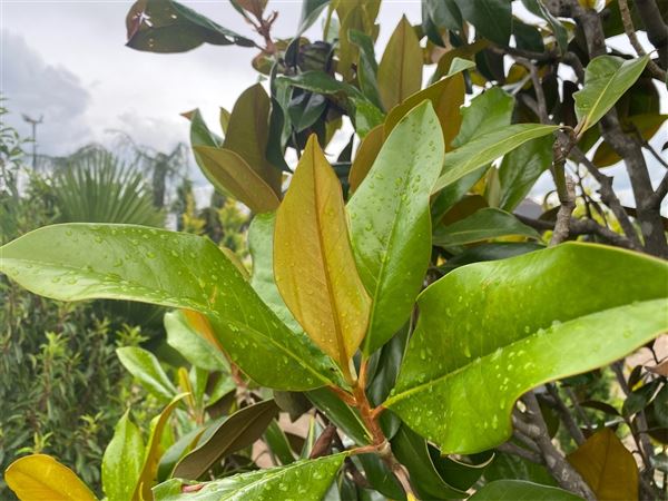 Šácholan velkokvětý 