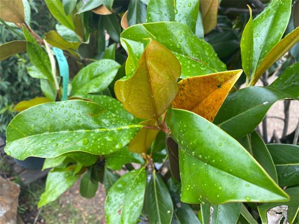 Šácholan velkokvětý 