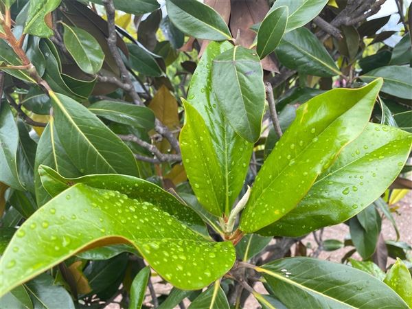 Šácholan velkokvětý 