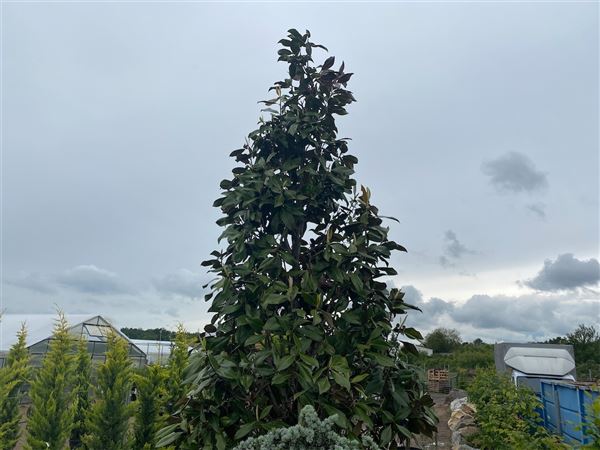 Šácholan velkokvětý 