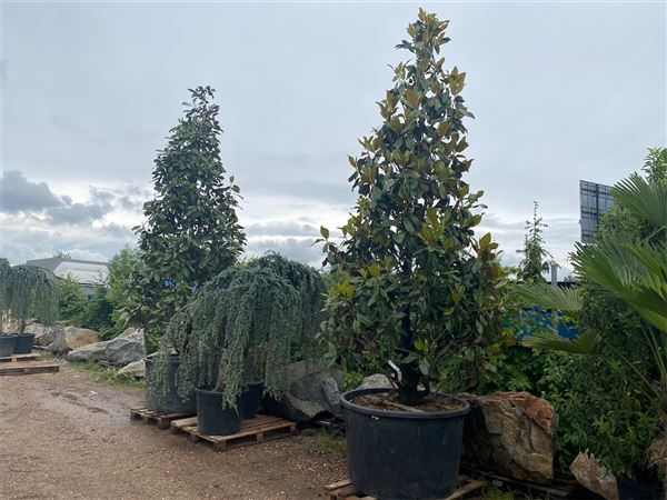 Šácholan velkokvětý 