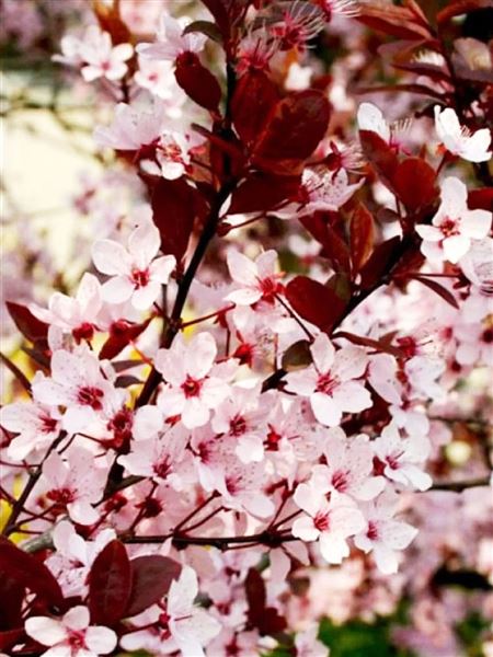 Myrobalán třešňový 