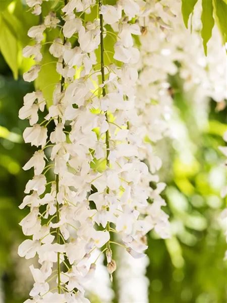 vistárie vznešená 