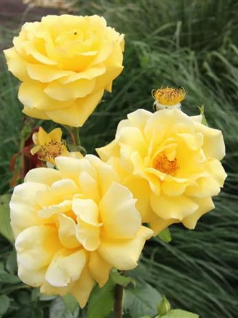 růže pnoucí 'Golden Landora'