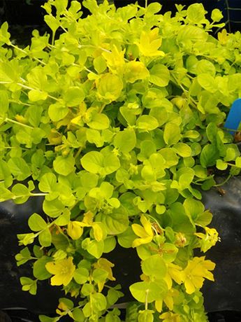 vrbina penízkovitá 'Aurea'