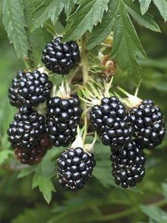 ostružiník 'Thornless Evergreen'