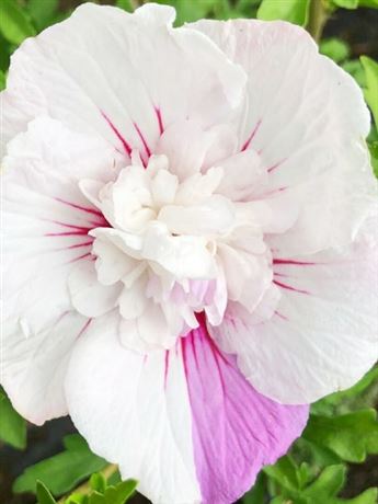 ibišek syrský 'China Chiffon'