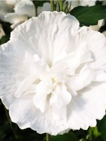 ibišek syrský 'White Chiffon'