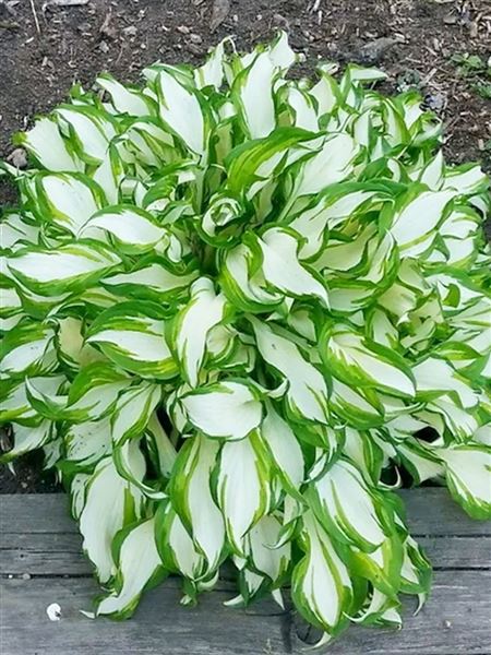 bohyška vlnitolistá 