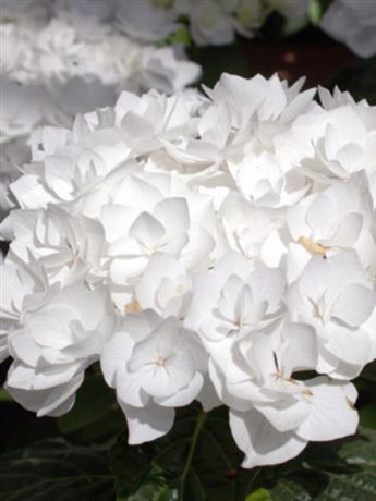 hortenzie velkolistá 'Coco'