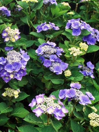 hortenzie velkolistá 'Mariesii Perfecta'