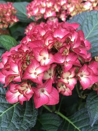 hortenzie velkolistá 'Red Angel'