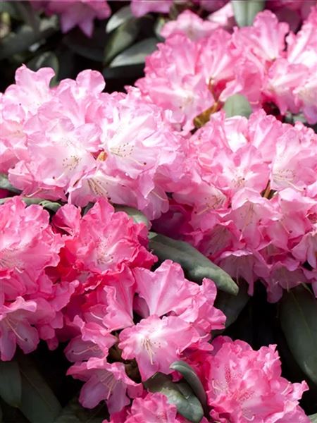 pěnišník jakušimský 