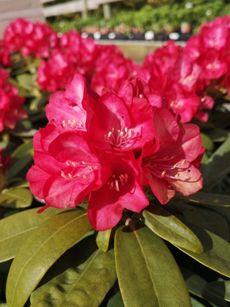 pěnišník jakušimský 