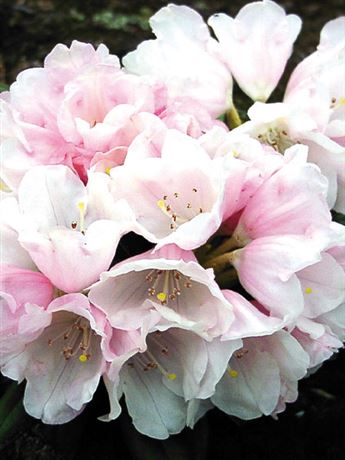 pěnišník jakušimský 'Edelweiss'