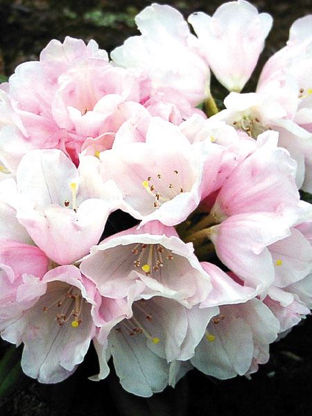 pěnišník jakušimský 