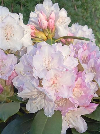 pěnišník jakušimský 'Schneekrone'