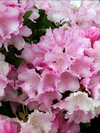 pěnišník jakušimský 'Silberwolke'