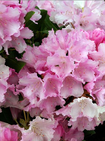 pěnišník jakušimský 