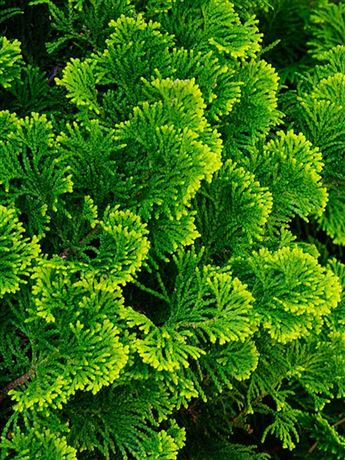 cypřišek tupolistý 'Oregon Crested'