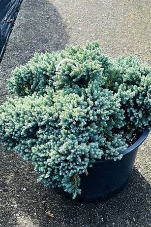 Jalovec šupinatý 'Blue Star'