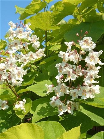 katalpa červenající 'Purpurea'