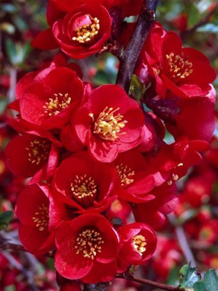 kdoulovec nádherný 