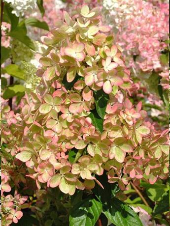 hortenzie latnatá 'Pastelgreen'