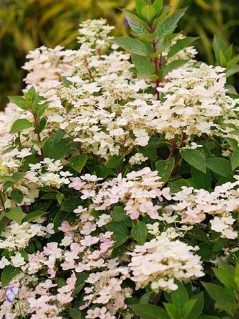 hortenzie latnatá 'Polestar'