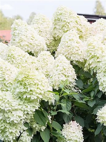 hortenzie latnatá 'Unique'