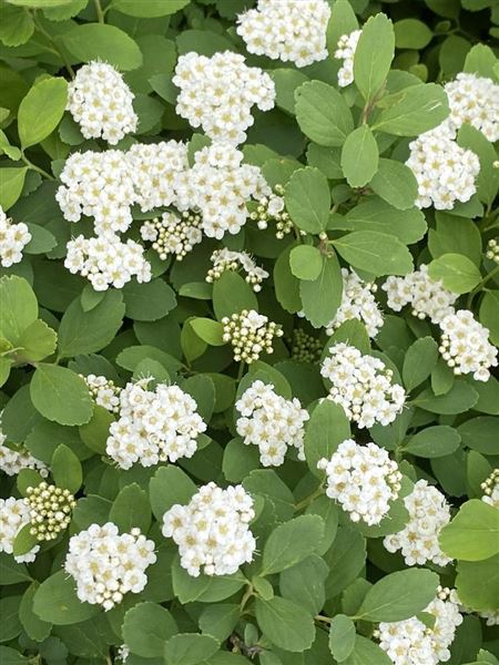 Tavolník břízolistý 