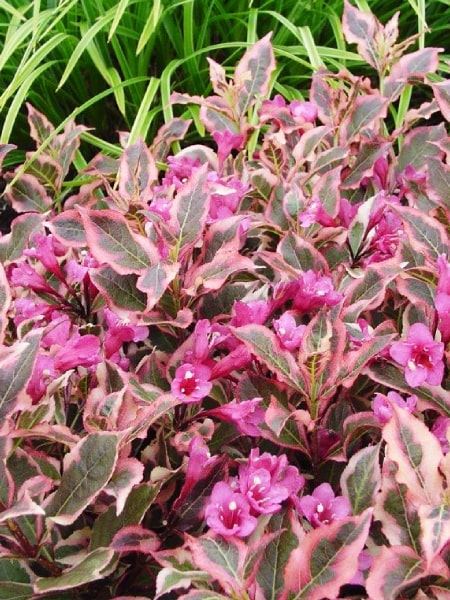 vajgélie květnatá 