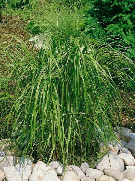 spartina hřebenitá 