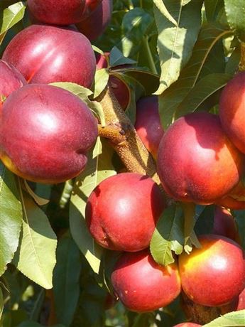 nektarinka 'Redgold'
