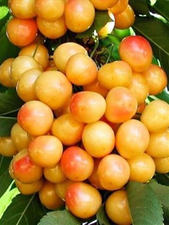 třešeň chrupka 'Kunzego'