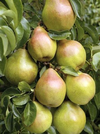 hrušeň obecná 'Dobrá Luisa'