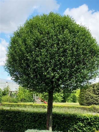 třešeň křovitá 'Umbraculifera'