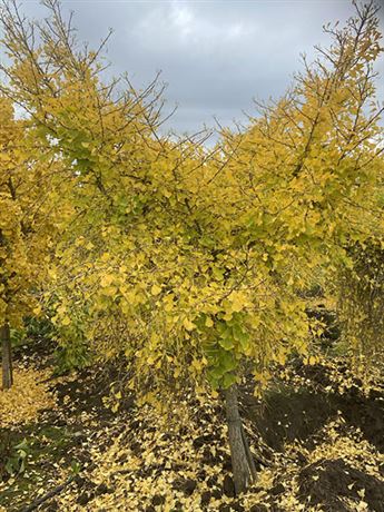 jinan dvoulaločný 'Pendula'